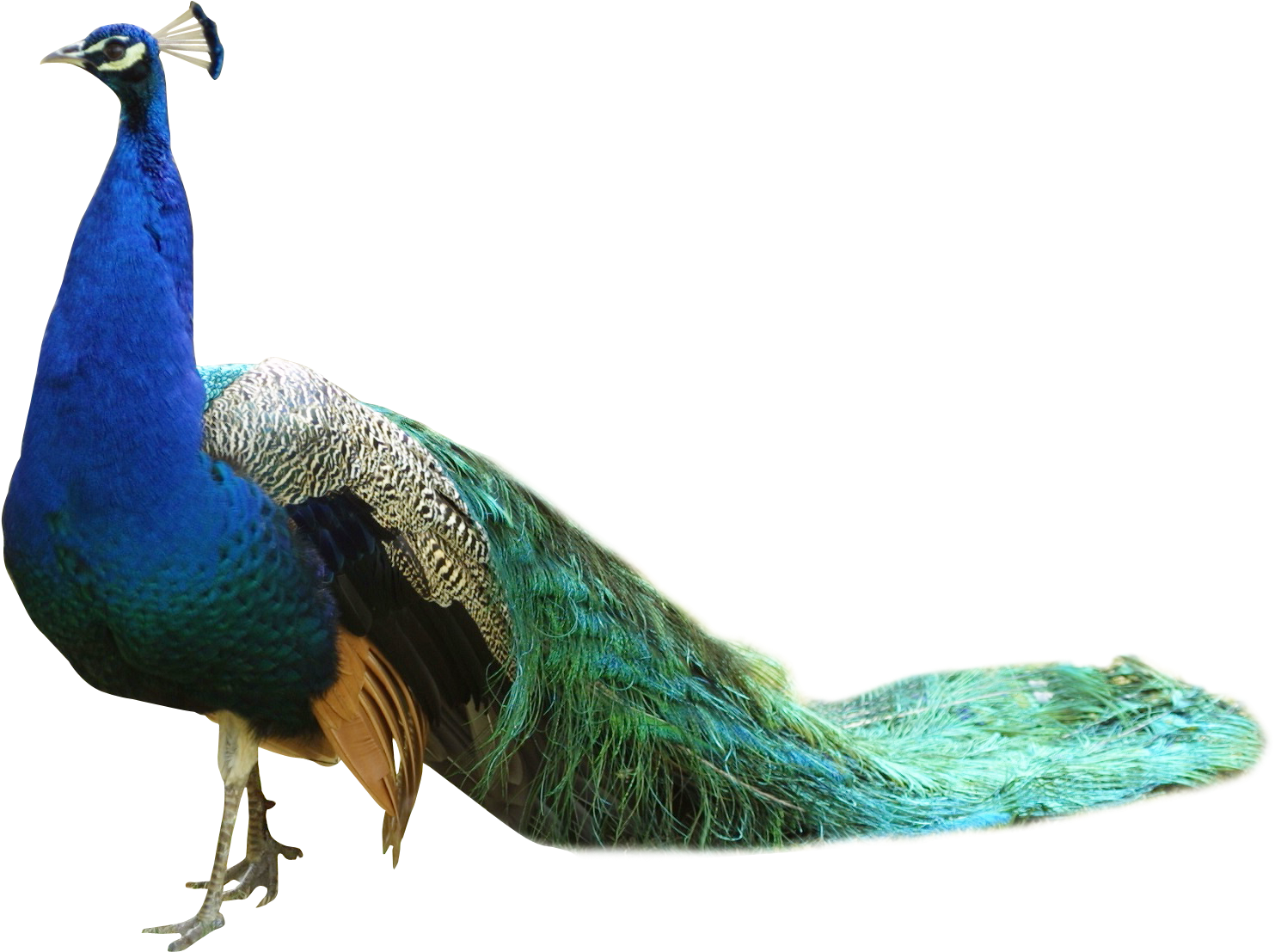 Peacock - Peacock Png (1594x1212)
