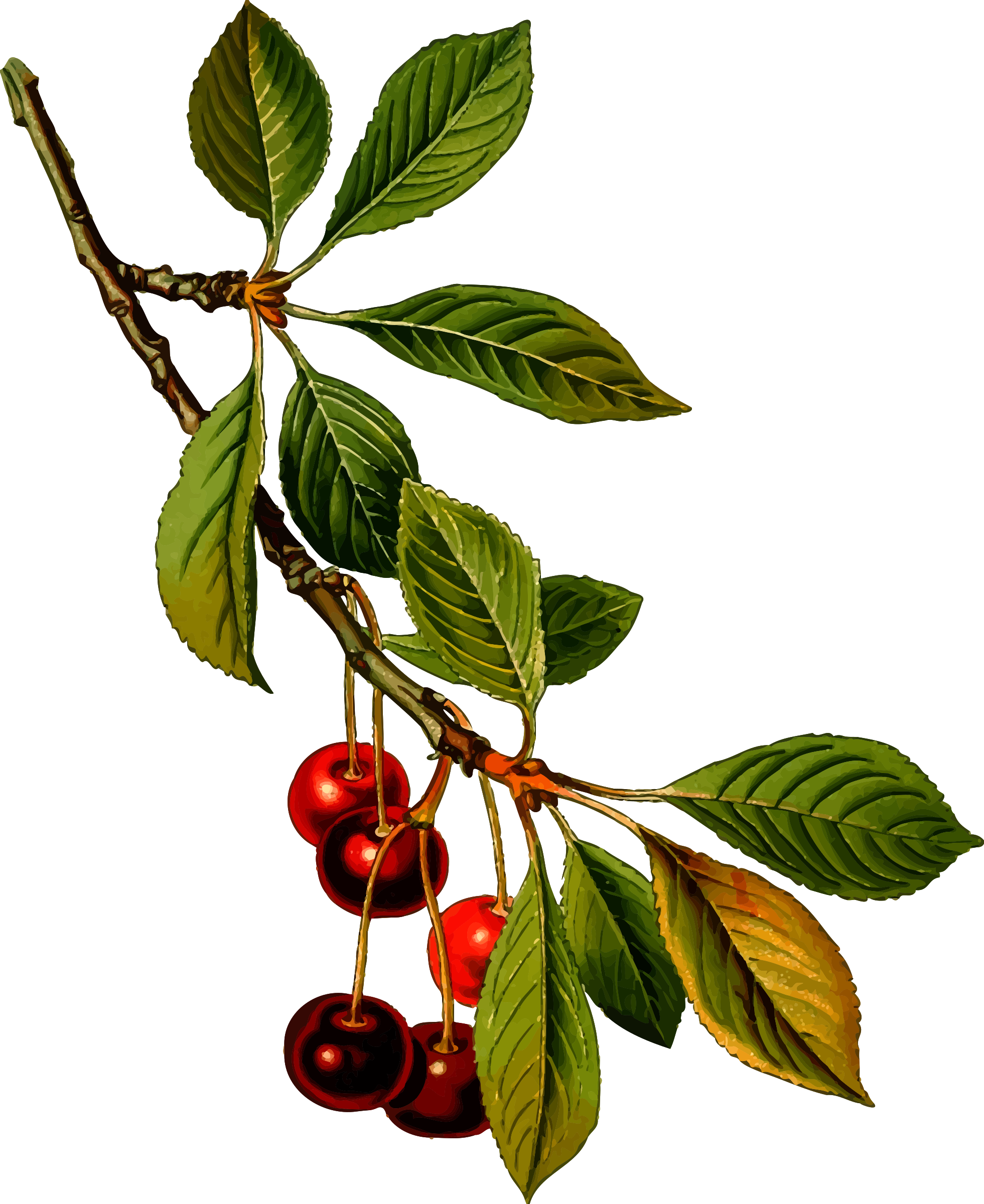 Big Image - Botanical Illustration Cherry Tree (1961x2400)