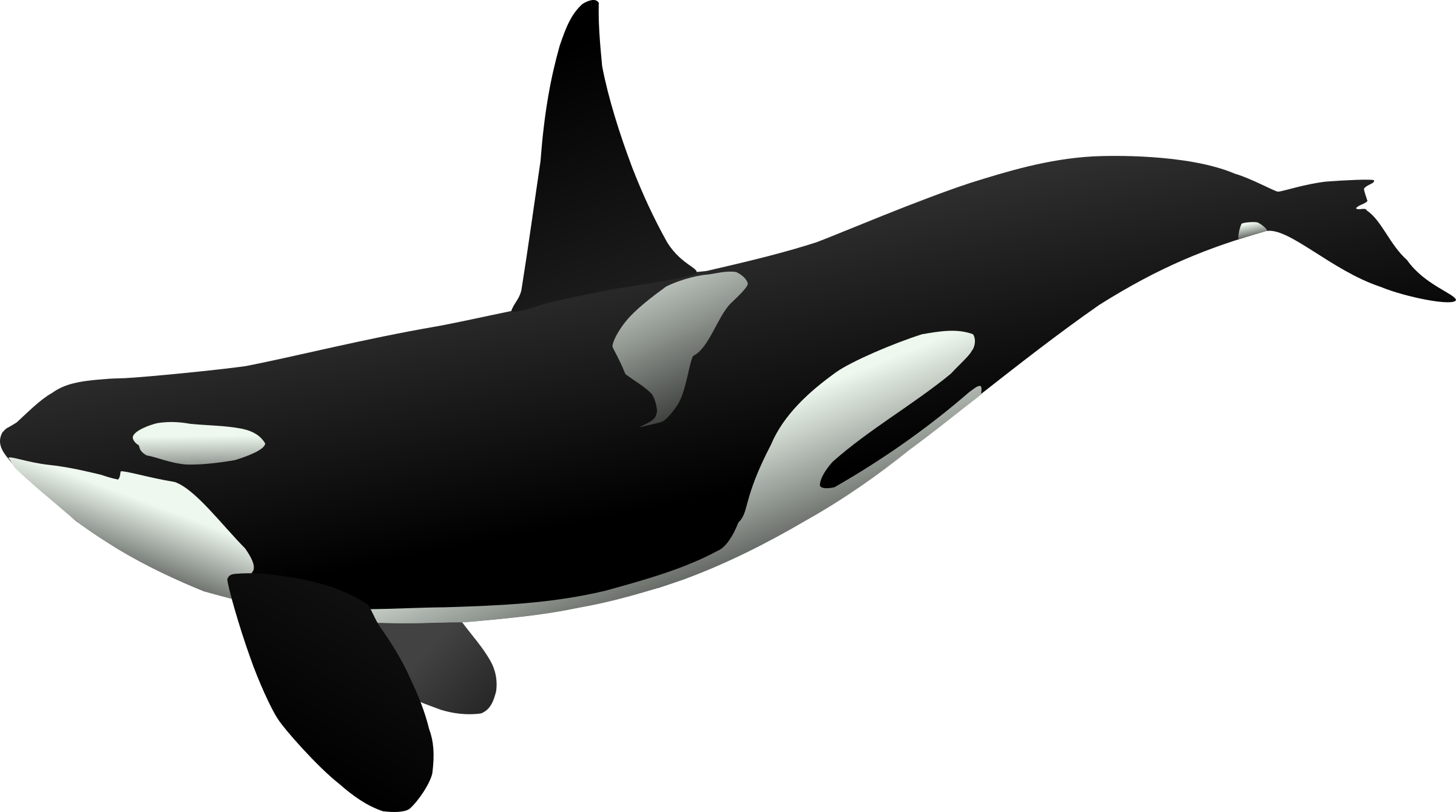 Killer Whale Clipart Strong - Orca Clipart (2400x1339)