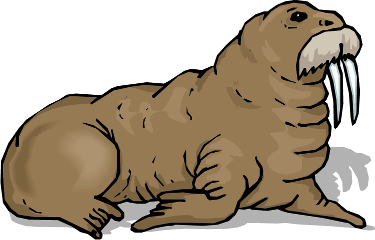 Walrus Clip Art - Walrus Clipart (750x481)