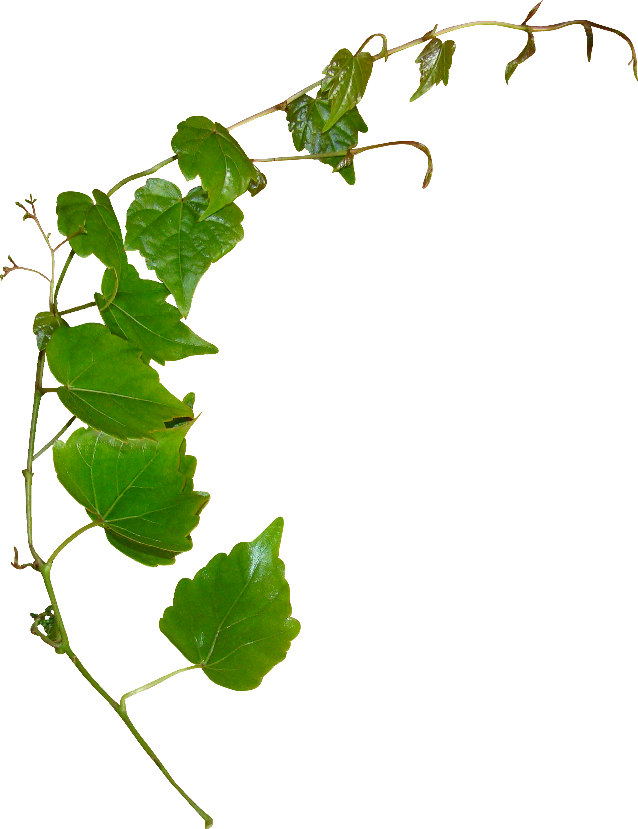 Leaf Plant Stem Clip Art - Leaf Plant Stem Clip Art (2184x2800)