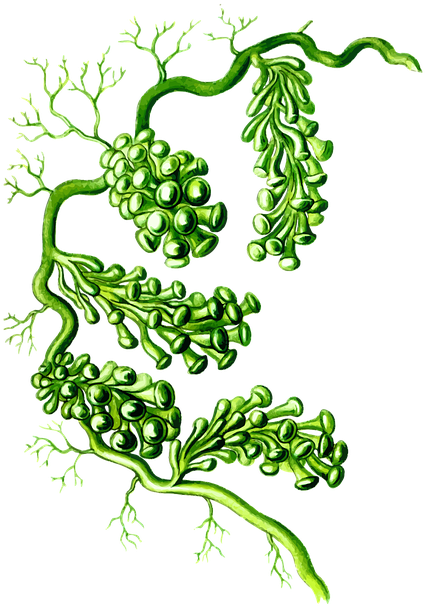 Algae In The Sea Stock Vector - Caulerpa Racemosa (502x720)
