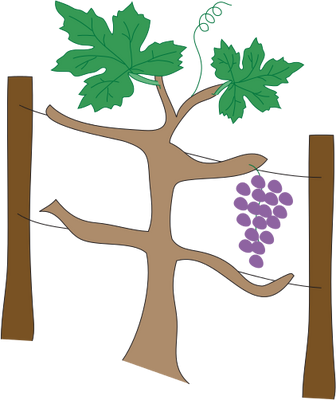 Drawn Grape Grape Plant - Grape (336x400)