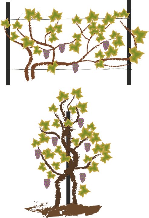 Grape Outline 27, Buy Clip Art - Plantation (492x720)