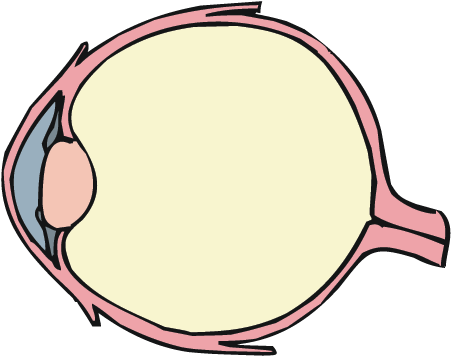 Anatomy Of And Eye - Diagram Of The Eye (451x357)