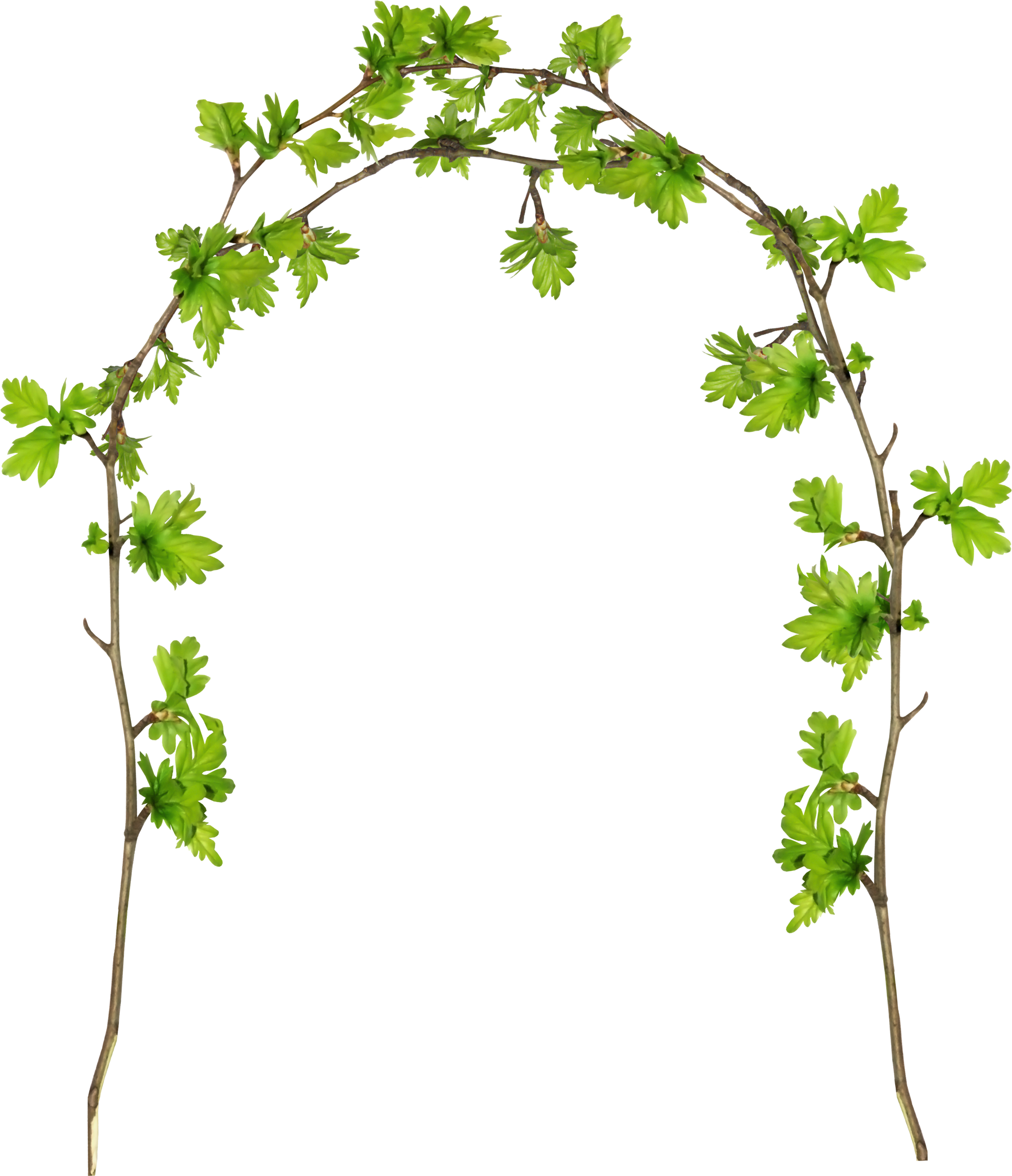 Grape Twig Plant Stem Flowerpot Leaf - Grape Twig Plant Stem Flowerpot Leaf (2049x2382)