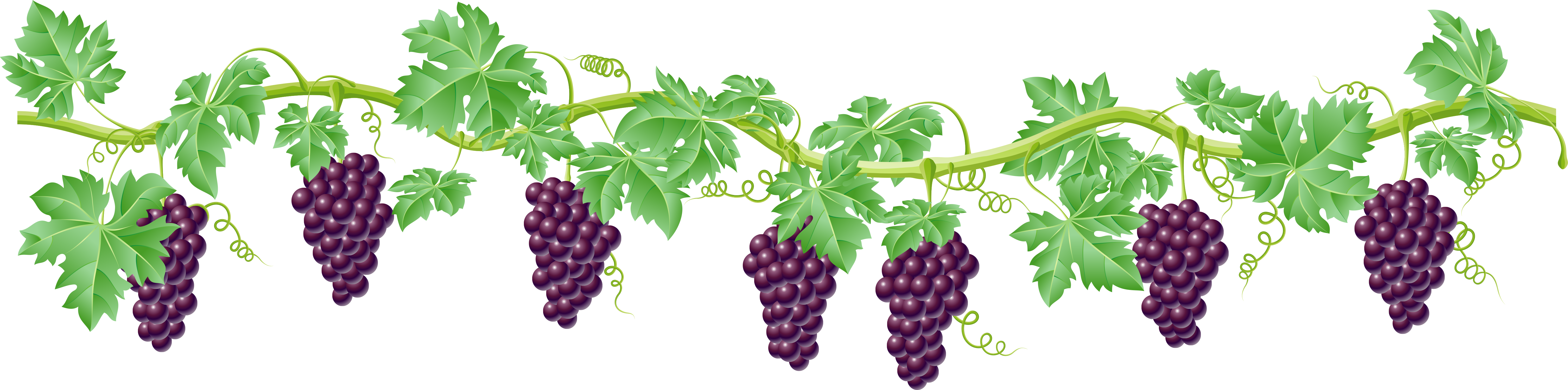Vine Grape Clip Art - Vine Grape Clip Art (6025x1500)