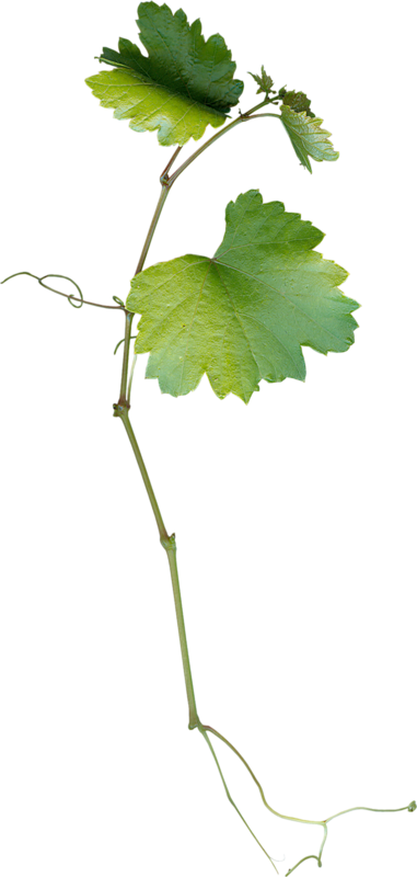 Grape (381x800)