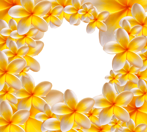Photo Frame - Yellow Flowers - Ukrasni Okviri Za Tekst (500x450)
