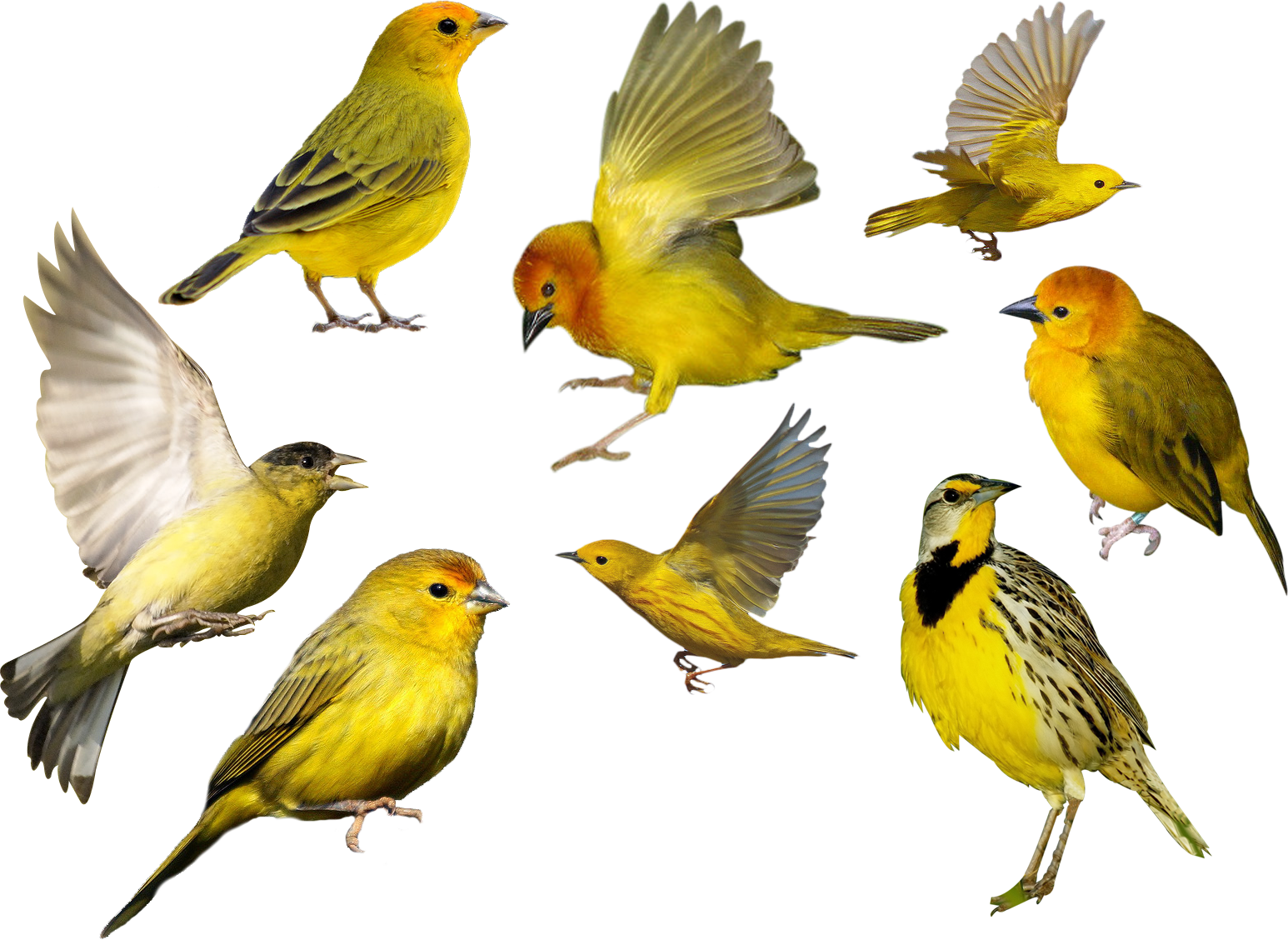 Aves Png - Bird (1546x1128)