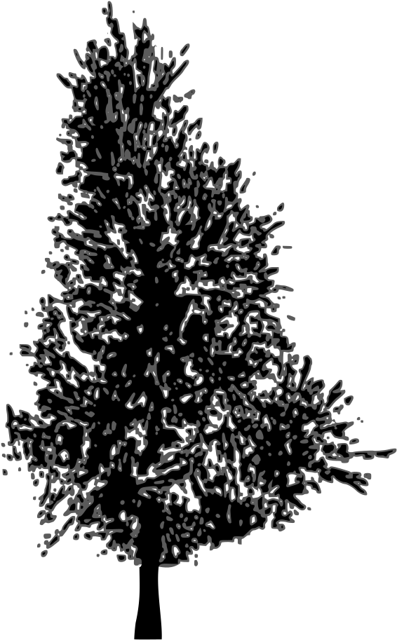 Pine Tree Vector - Pine Trees Sillhouette Png (785x1000)