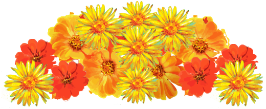 Related Image - Common Zinnia (585x252)