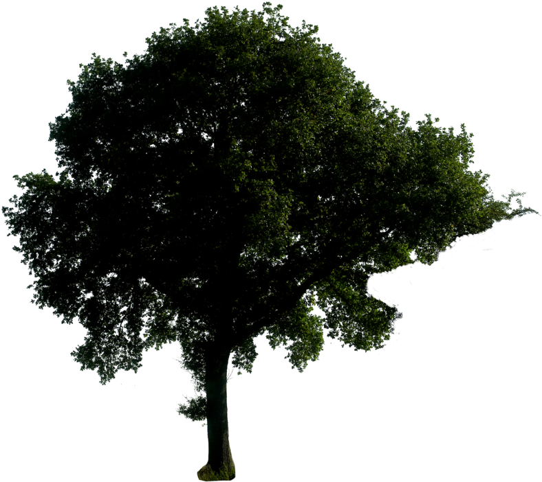 Real Pine Trees Silhouette For Kids - Tree At Night Png (800x718)