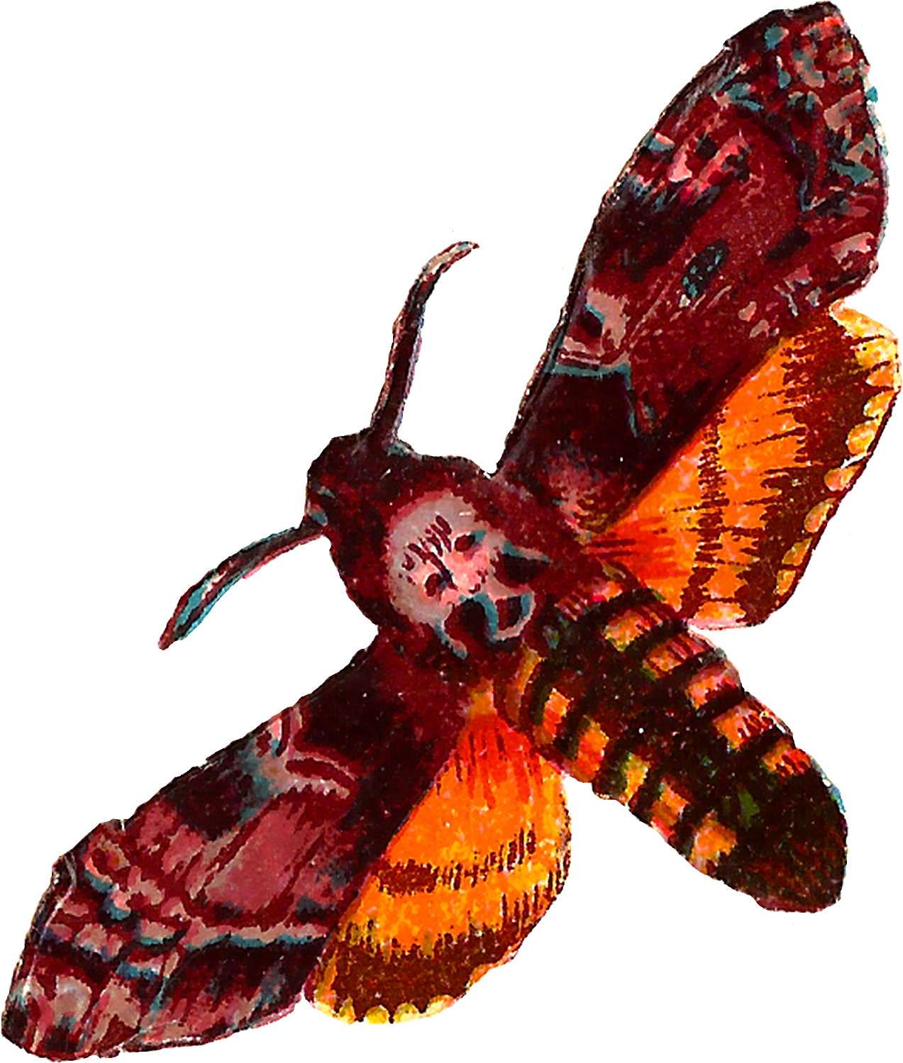 The Second Digital Moth Clip Art Is Of The Death's - Death Head Moth .png (1368x1600)