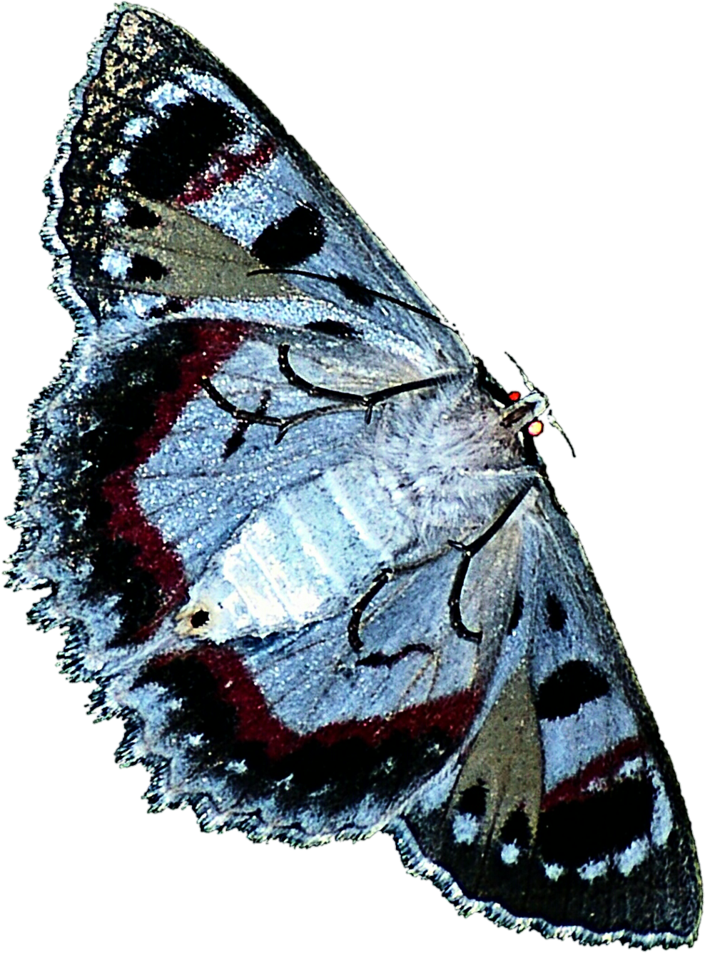 Blue Moth By Jeanicebartzen27 Blue Moth By Jeanicebartzen27 - Stock Photography (1024x1350)