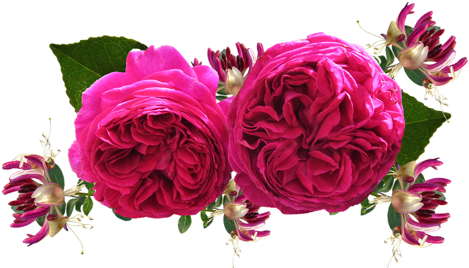 Roses, Red, Honeysuckle - Horse (960x550)