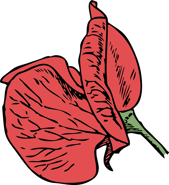 Blossom Corn Poppy, Poppy, Red Poppy, Flower, Plant, - Sweet Pea Flower Cartoon (587x640)