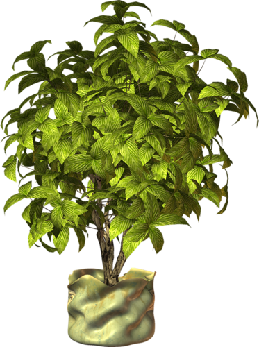 Gif De Planta Png (373x500)