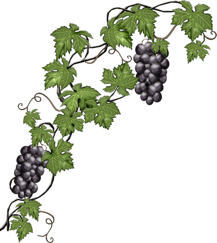 You Might Also Like - Grape Vine Transparent (425x477)