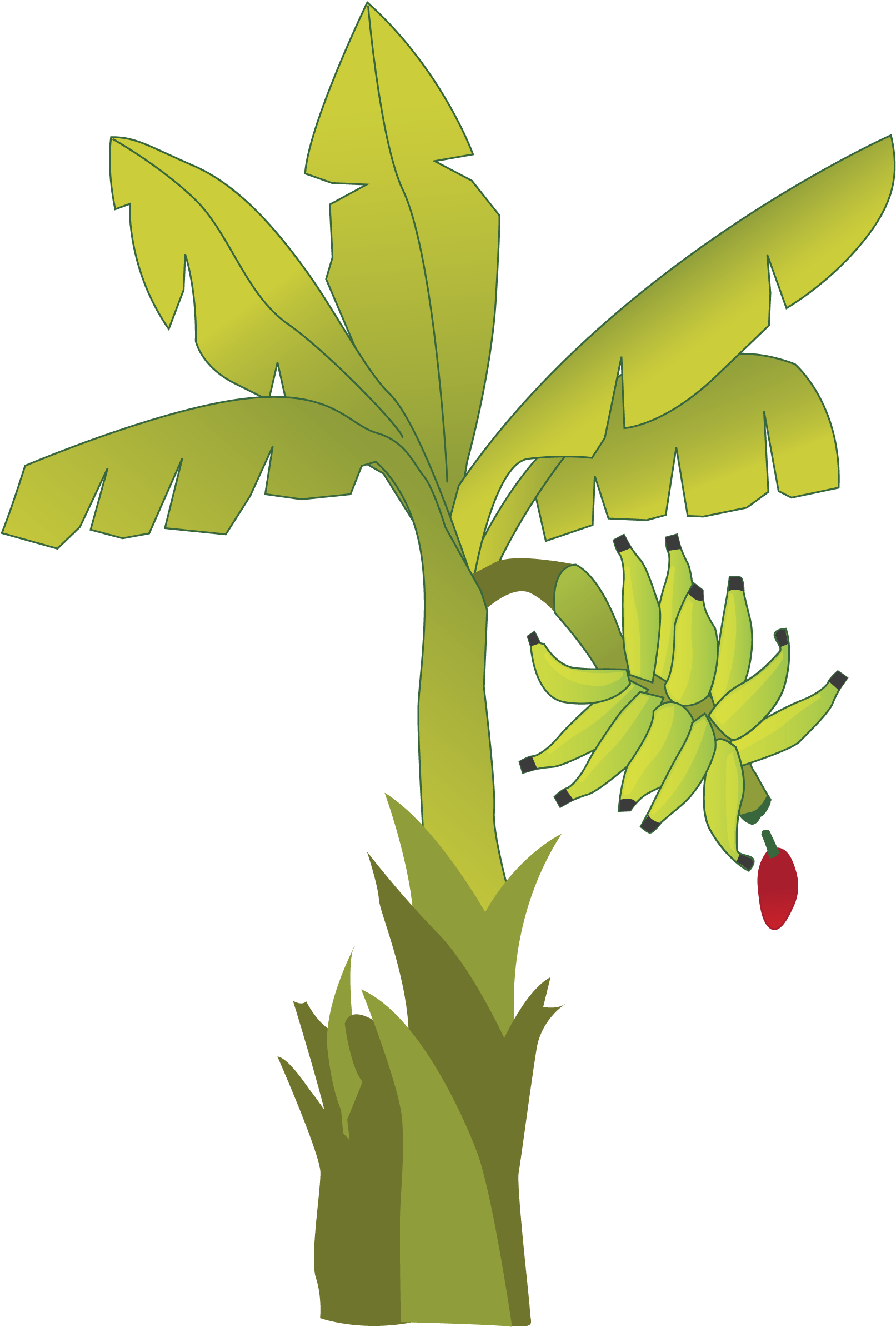 Planta De Banano - Plantain (2550x3300)