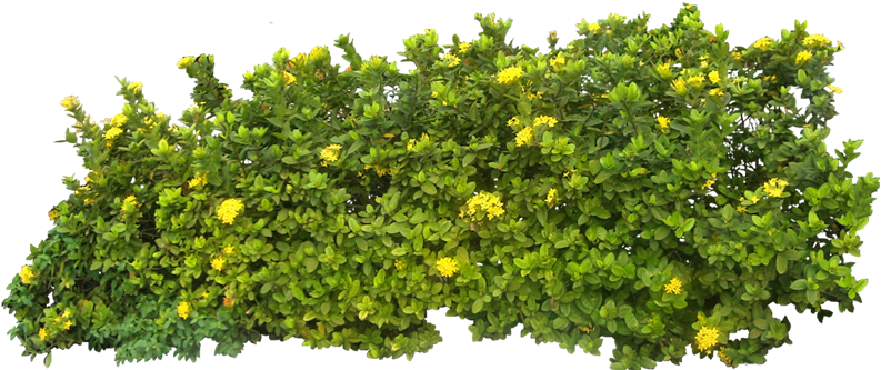 Imágenes De Plantas Y Arbustos - Transparent Bushes (800x340)