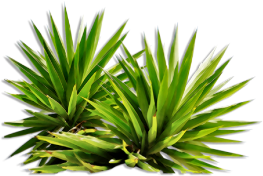 You Might Also Like - Png Plants For Photoshop (580x393)
