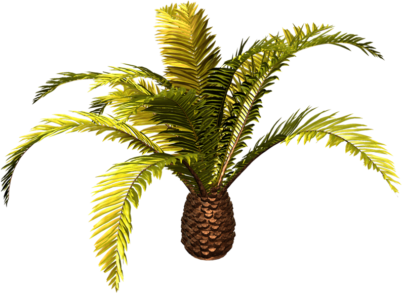 You Might Also Like - Date Palm (800x635)