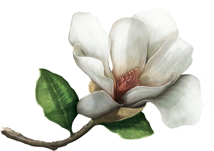 Los Herbarios Y Jardines Botánicos Preservan Muestras - Chinese Magnolia (800x587)