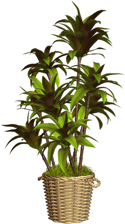 Maceteros Con Flores Png (595x1000)
