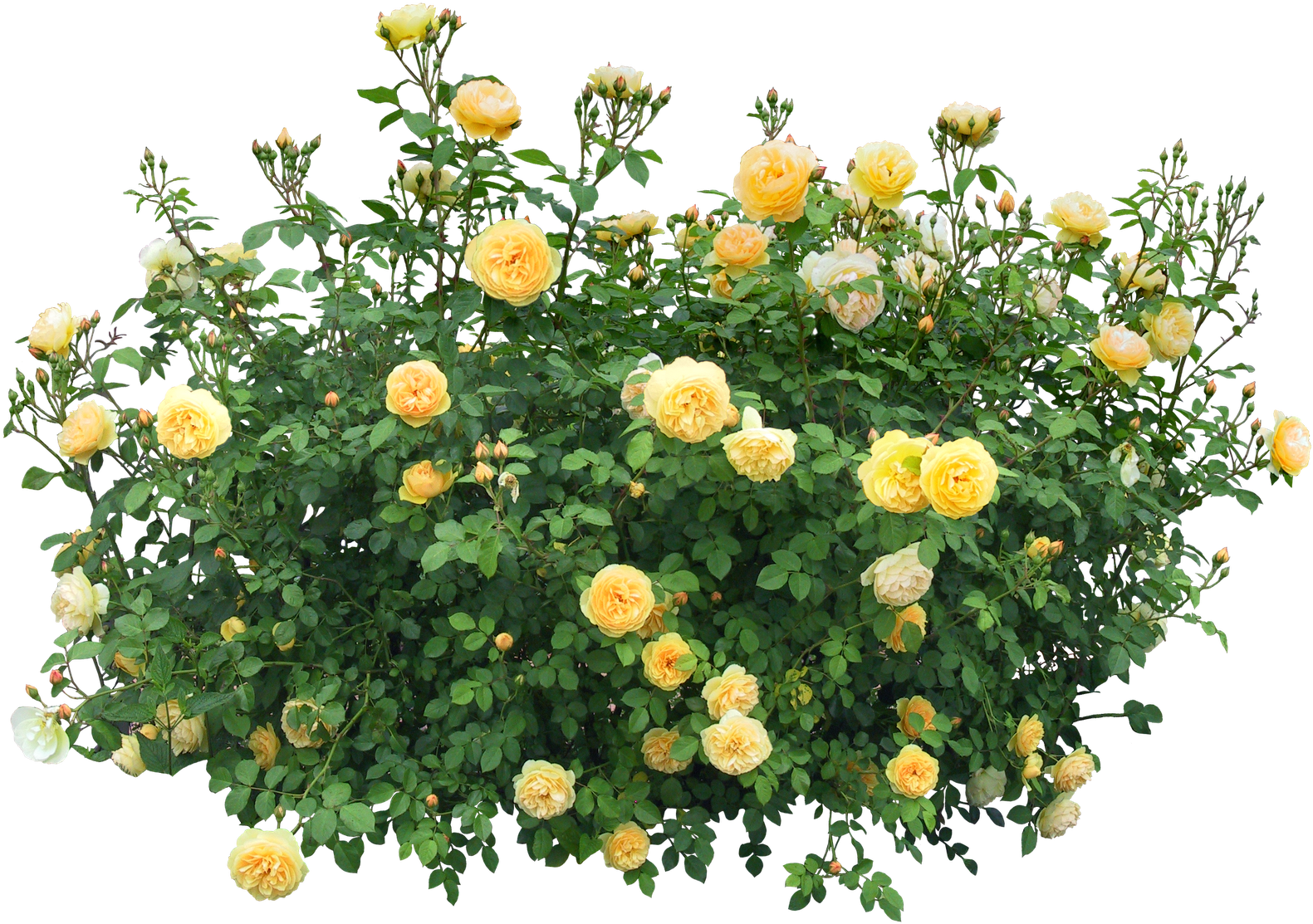 You Might Also Like - Flower Shrub Png (1600x1126)