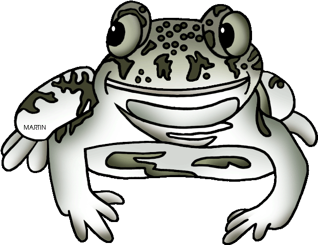 New Mexico State Amphibian Spadefoot Toad - Anaxyrus (648x504)