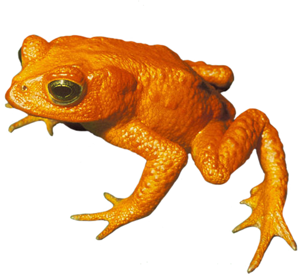 Golden Toad Png, Toad Clip Art Png - Golden Toad (650x566)