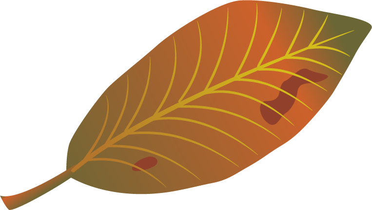 Leaf Autumn Clip Art - Euclidean Vector (763x431)