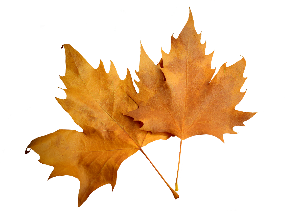 Leaf Autumn Leaf Autumn Nature Png Image - Leaf Autumn Leaf Autumn Nature Png Image (1280x854)