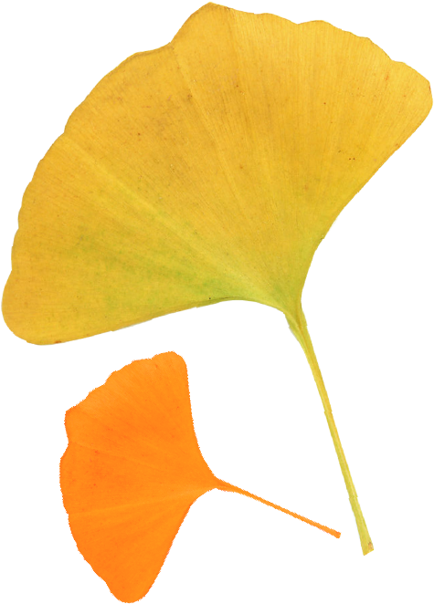 Leaf Ginkgo Biloba Autumn Deciduous - Leaf Ginkgo Biloba Autumn Deciduous (554x864)