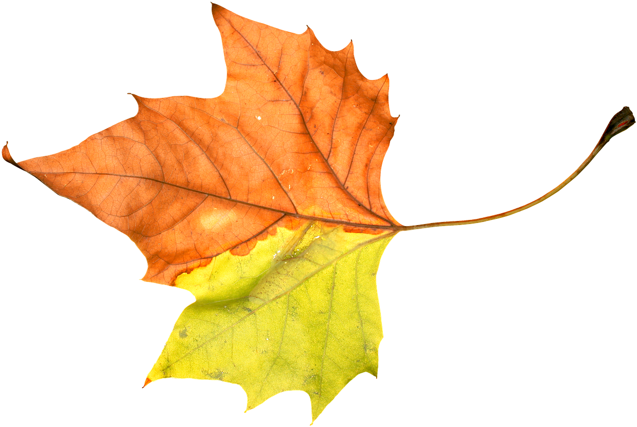 Foliage Leaf Leafage Autumn Png Image - Leaf (1280x900)
