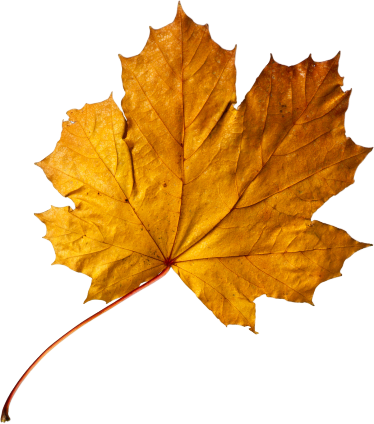 Apricot Autumn Leaf Color Maple Leaf Gold - Apricot Autumn Leaf Color Maple Leaf Gold (1203x1364)