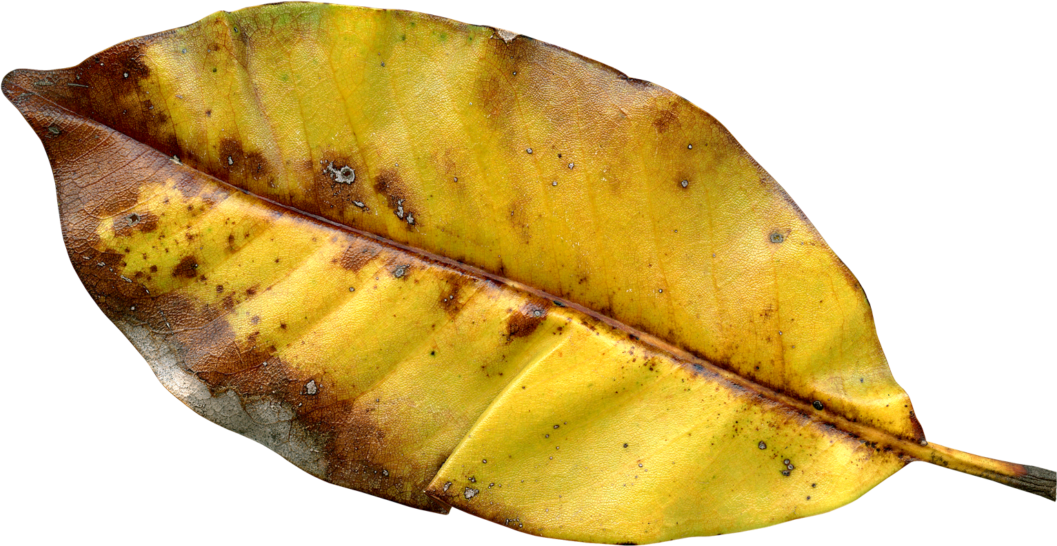 Autumn Leaf Png Transparent Image - Autumn Leaf Color (1600x876)