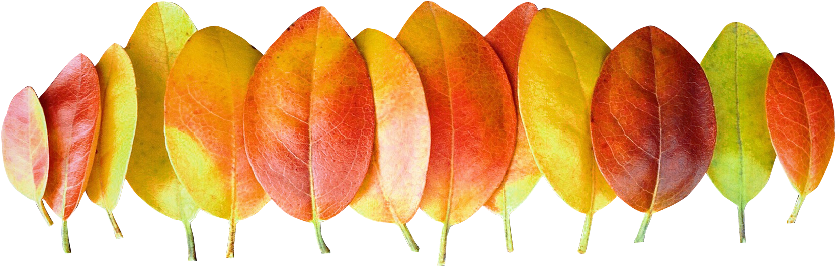 Catalog Autumn Leaves Png Transparent Images - Autumn Png (1750x619)