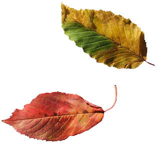 Beech Leaves, Leaves, Beech, Autumn, Colorful - Hojas De Haya Png (640x426)