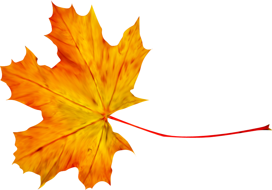 Autumn Leaf Photography Clip Art - Autumn Leaf Photography Clip Art (944x660)