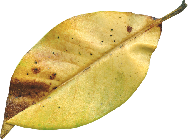 Magnolia Leaf, Fall, Autumn, Season, Nature, Natural - Autumn (640x472)