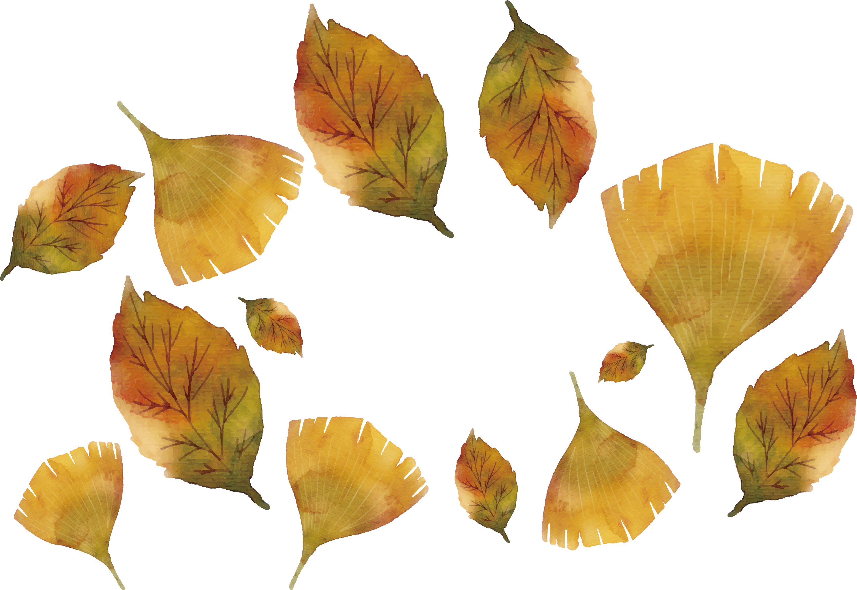 Maple Leaf Ginkgo Biloba - Maple Leaf Ginkgo Biloba (3386x2332)