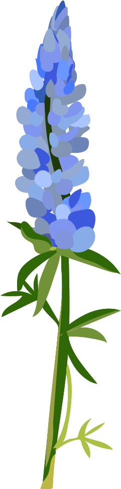 -by Lila - Bluebonnet (436x1000)