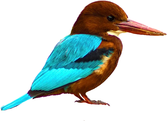 Kingfisher Bird Download Png Image - Kingfisher (624x445)