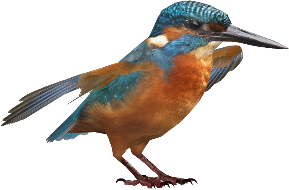 Kingfisher Png Hd - Kingfisher Png (921x921)