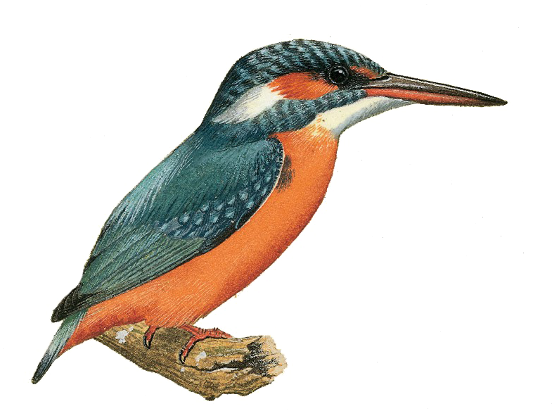 Kingfisher Bird Png Image With Transparent Background - Kingfisher Png (800x600)
