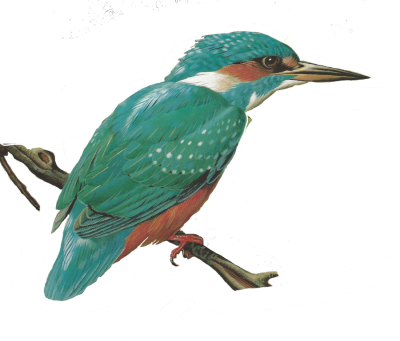 De Ijsvogel - Mobile Phone (400x341)