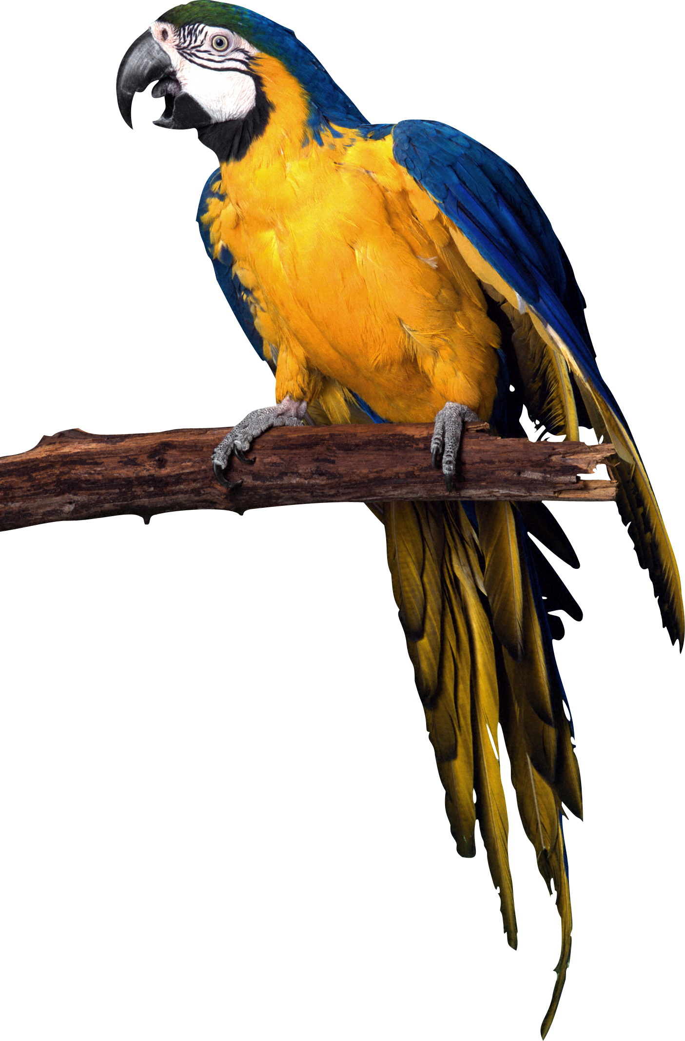 Big Backgrounds - Macaw Parrot Png (1405x2134)