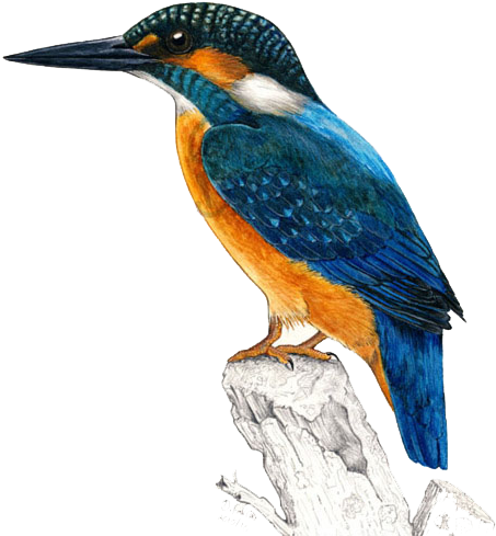 Png Bird Pictures - Colour Pencil Drawings Of Birds (452x496)